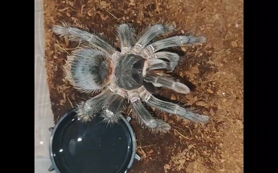 巴西所罗门捕鸟蛛 一年饲养记录 欢迎观看