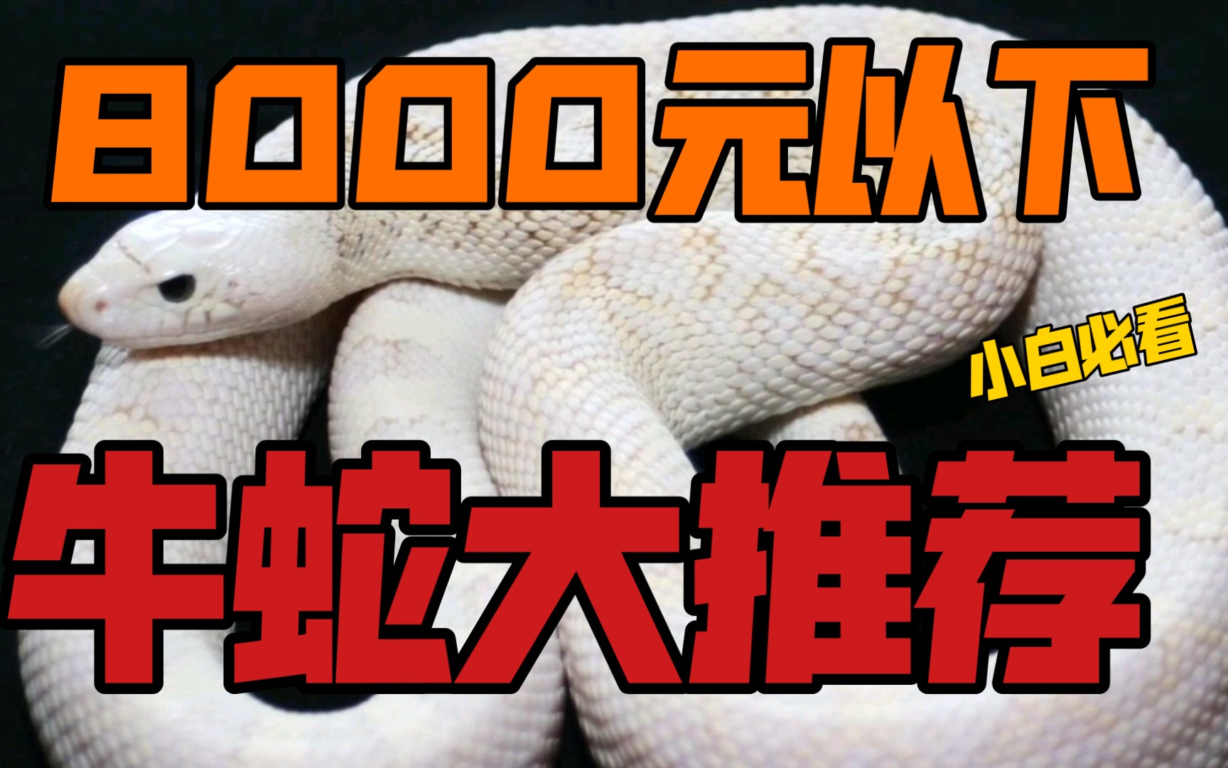 牛蛇价格清单,8000元以下都能买到什么(宠物蛇价格、牛蛇价格、玉米蛇价格、玩具蛇价格)哔哩哔哩bilibili