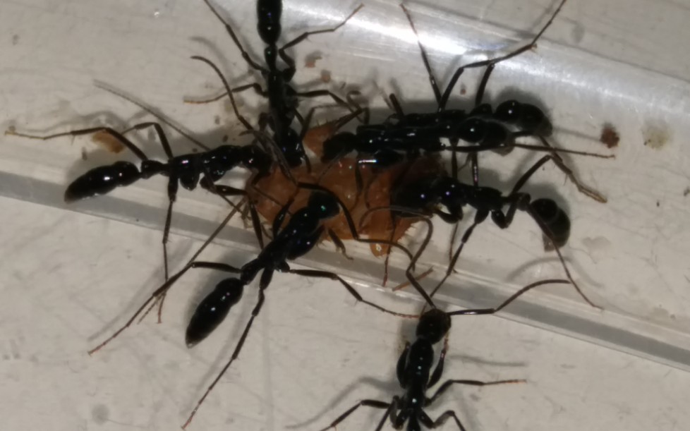 体型较大的庄子细颚猛蚁轻松拿下樱桃蟑螂