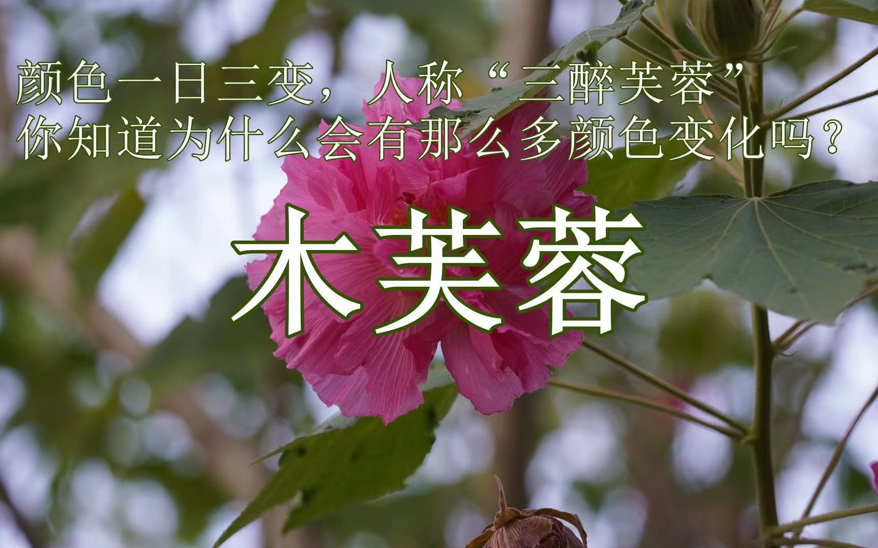 [图]木芙蓉：颜色一日三变，人称“三醉芙蓉”，你知道为什么会有那么多颜色变化吗？