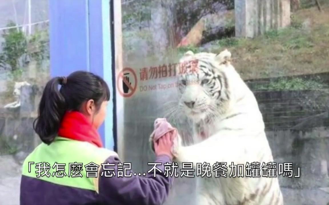 [图]飼育員認真擦玻璃，白虎在另一頭伸出手緊貼...這畫面根本浪漫到像偶像劇啊！