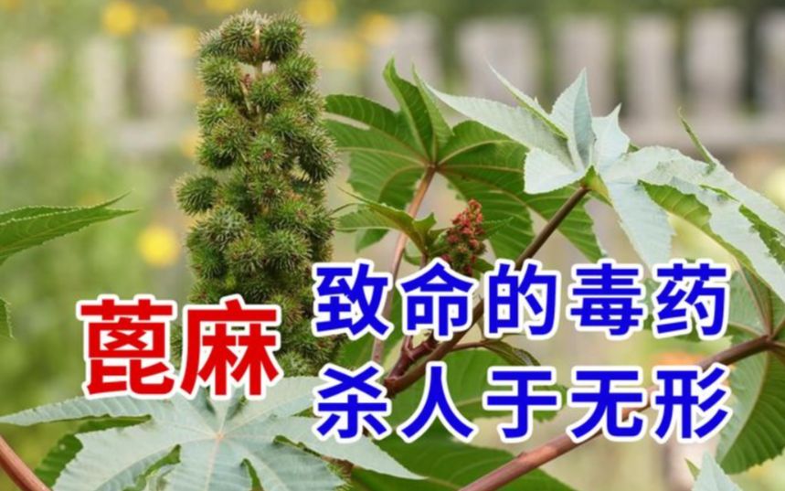 10粒蓖麻即可致死,常用于暗杀,为什么曾在我国大规模种植?哔哩哔哩bilibili