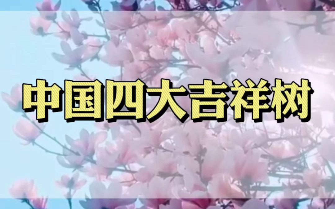 中国四大吉祥树你知道有哪些吗?哔哩哔哩bilibili