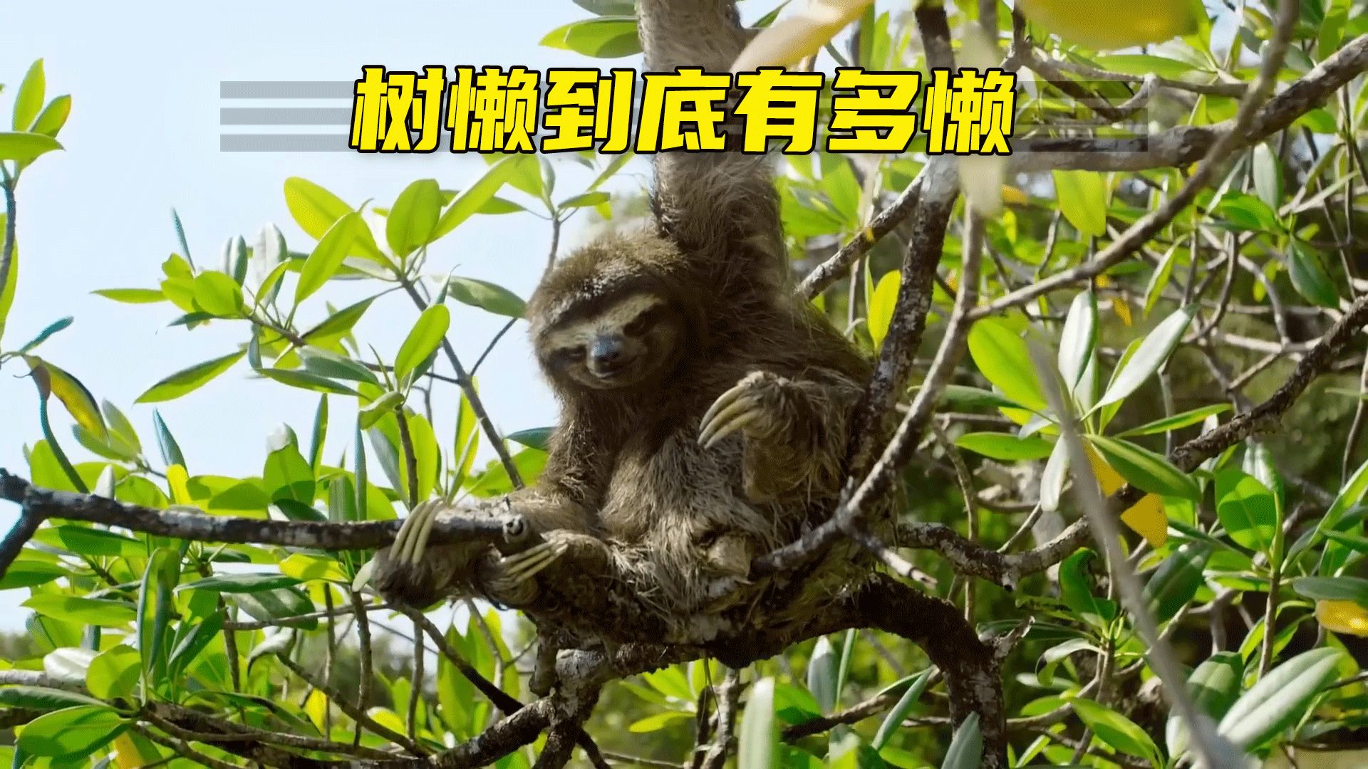 树懒到底有多懒?哪怕付出生命代价,也要下树去拉翔哔哩哔哩bilibili