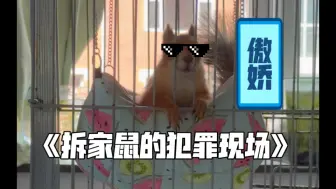 Download Video: 【松鼠日常】拆家被捕后，当事鼠拒不认罪，并对主人发出wink挑衅！