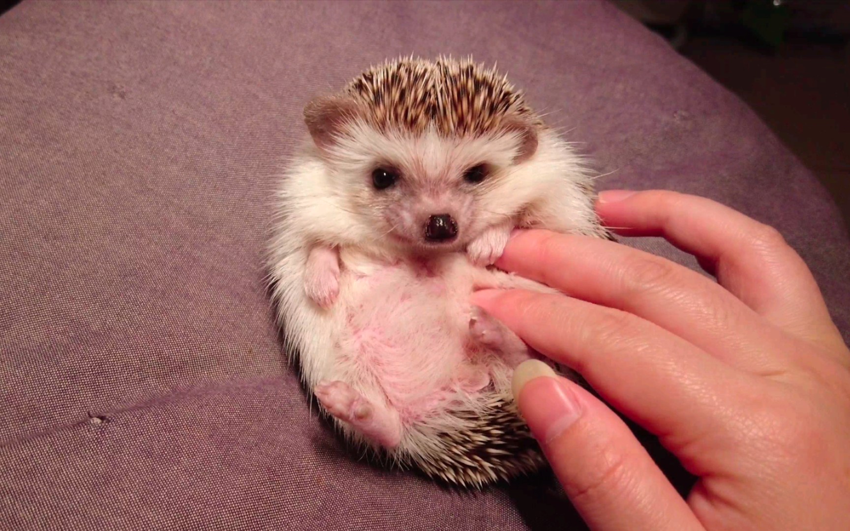 一rua肚子就装睡的小刺猬