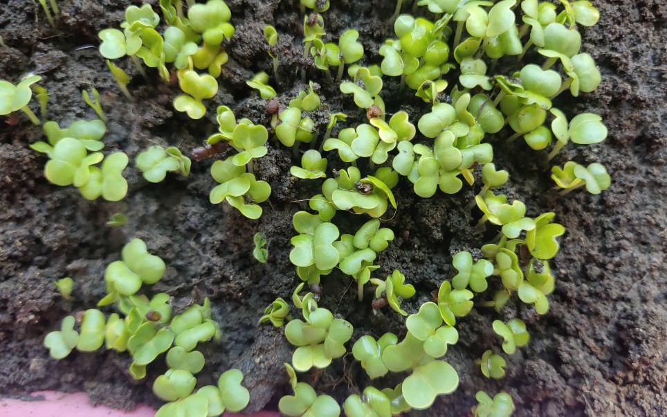 [小菜园子的日常]种植第4天,菜芽抽的高高的啦,一晚上就长大了好高好