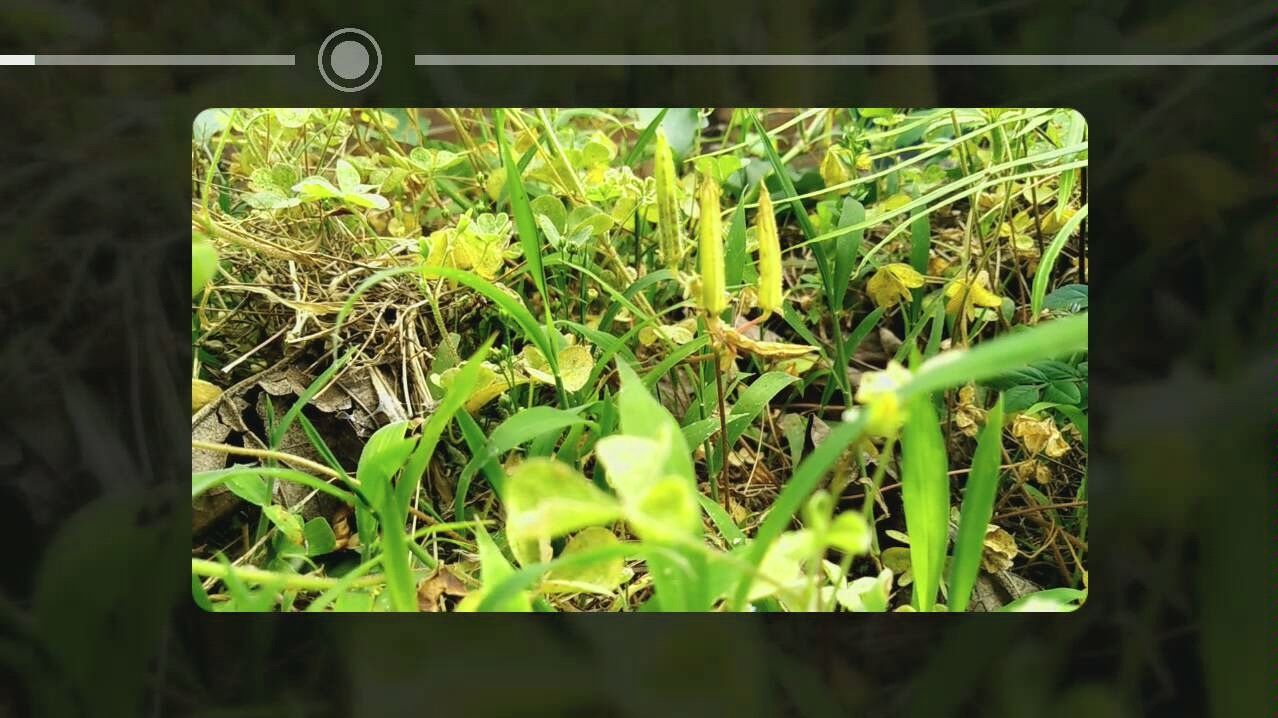 会啪啪啪的三叶草果实