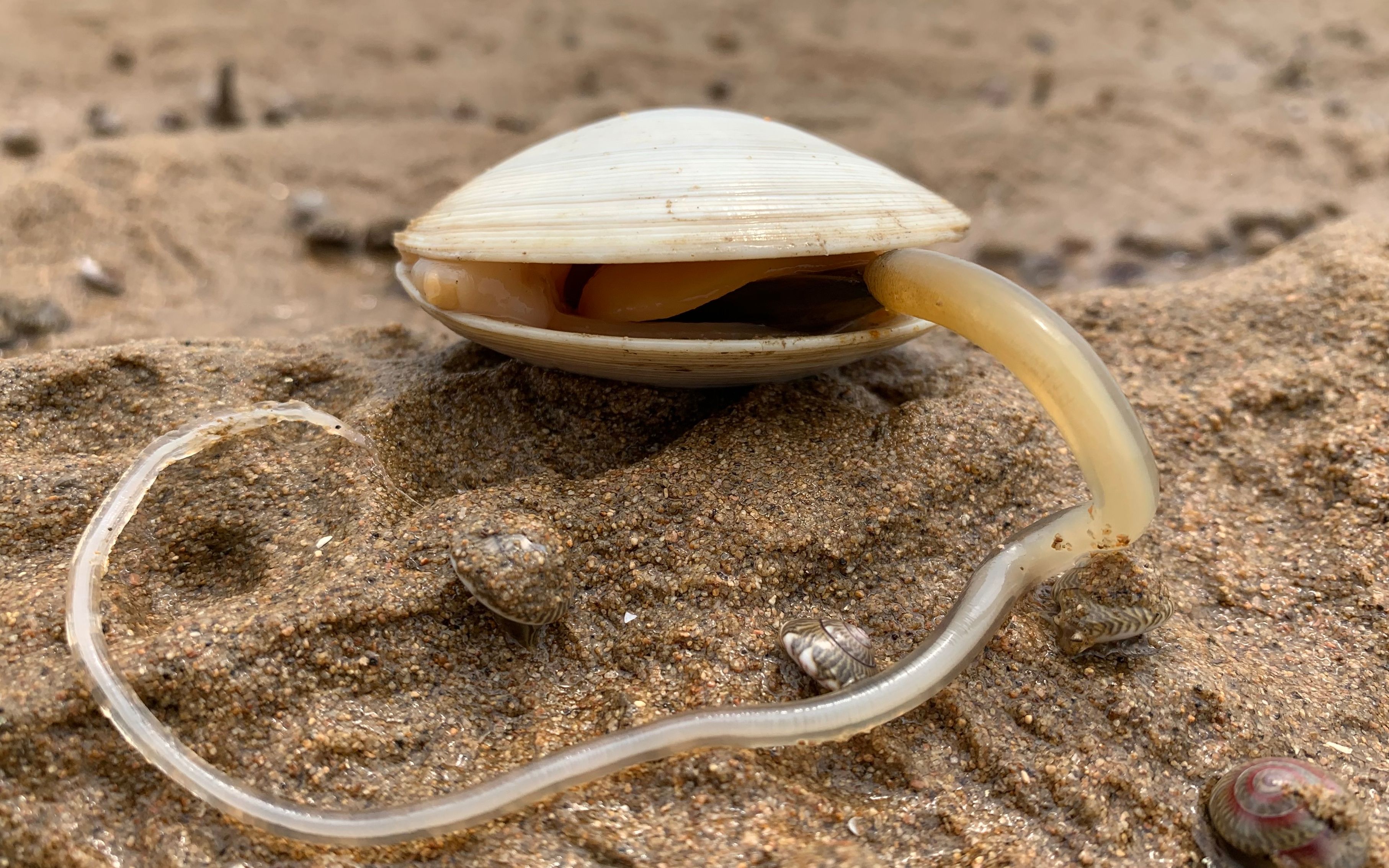 大海退潮后,月亮贝在浅滩吐着舌头,丁丁赶海,捡到一只大可爱蟹