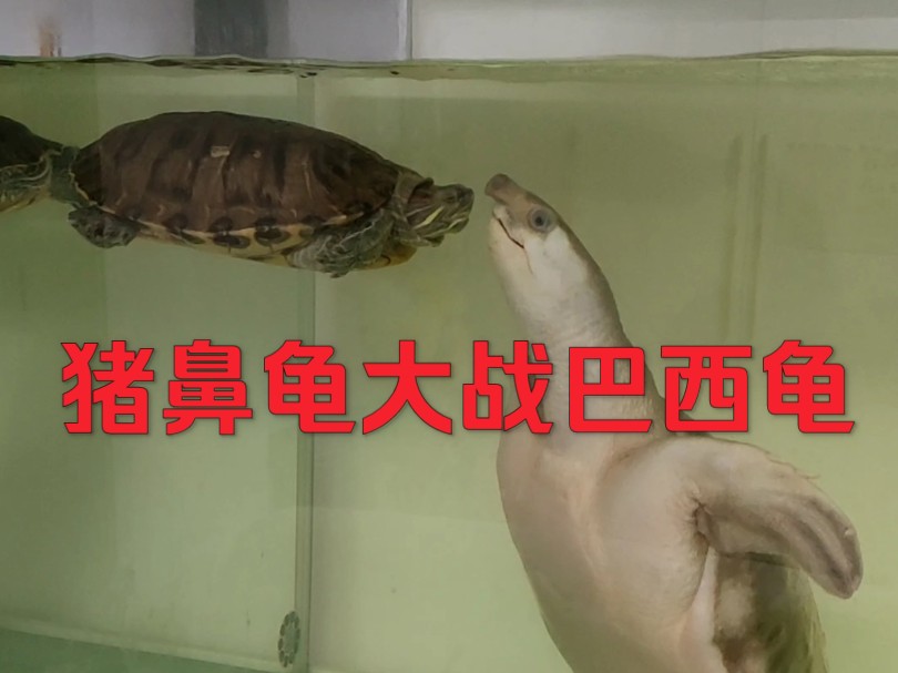 猪鼻龟大战巴西龟