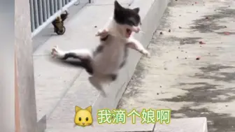 Descargar video: 太吓猫了，猫：老登，你最好有事