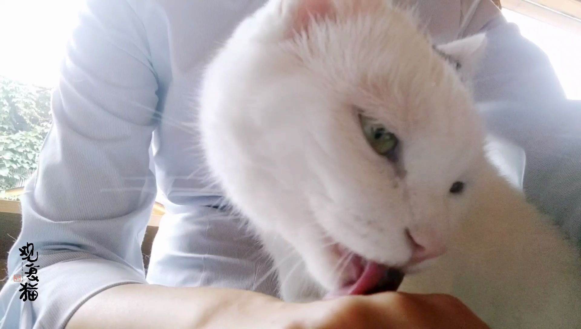 【观复猫】观复猫有嘻哈-恶魔天使宋球球