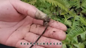 Скачать видео: 大龙亲身试尝，金庸《神雕侠侣》中，被称为“断肠草”的芒萁！