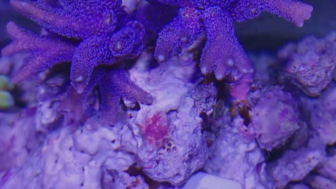 【紫蓝叠瓦】不太好出色的叠瓦珊瑚