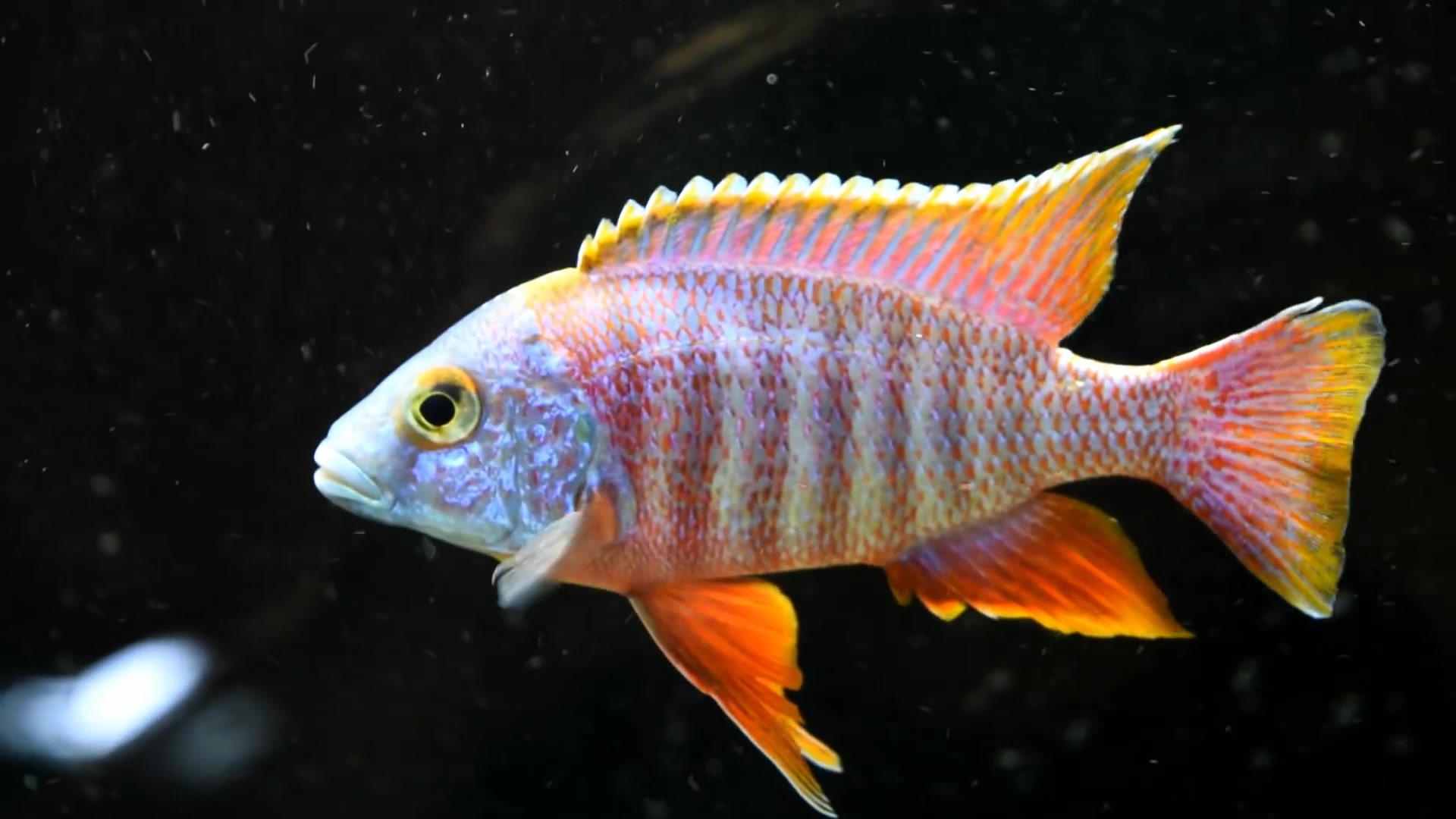 关于 非洲三湖慈鲷孔雀鱼 你需要知道的一切 African Cichlid Peacocks哔哩哔哩bilibili