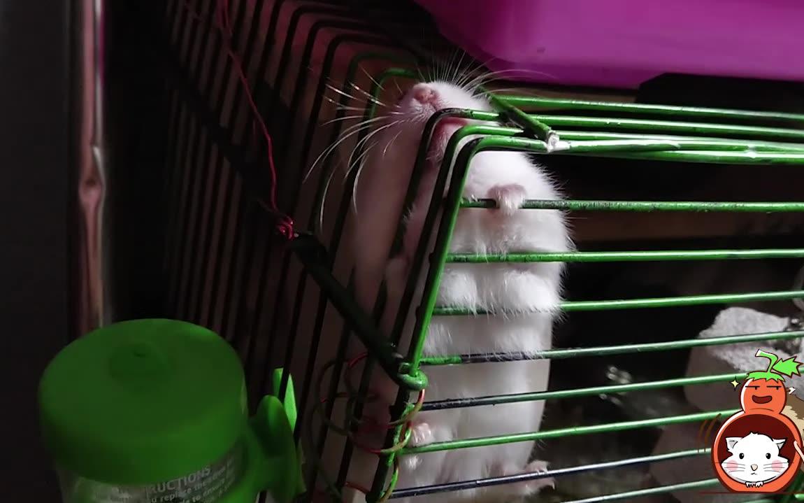 【仓鼠】一定要爬到笼子顶端花式肯笼子,磨牙石磨牙棒都无视