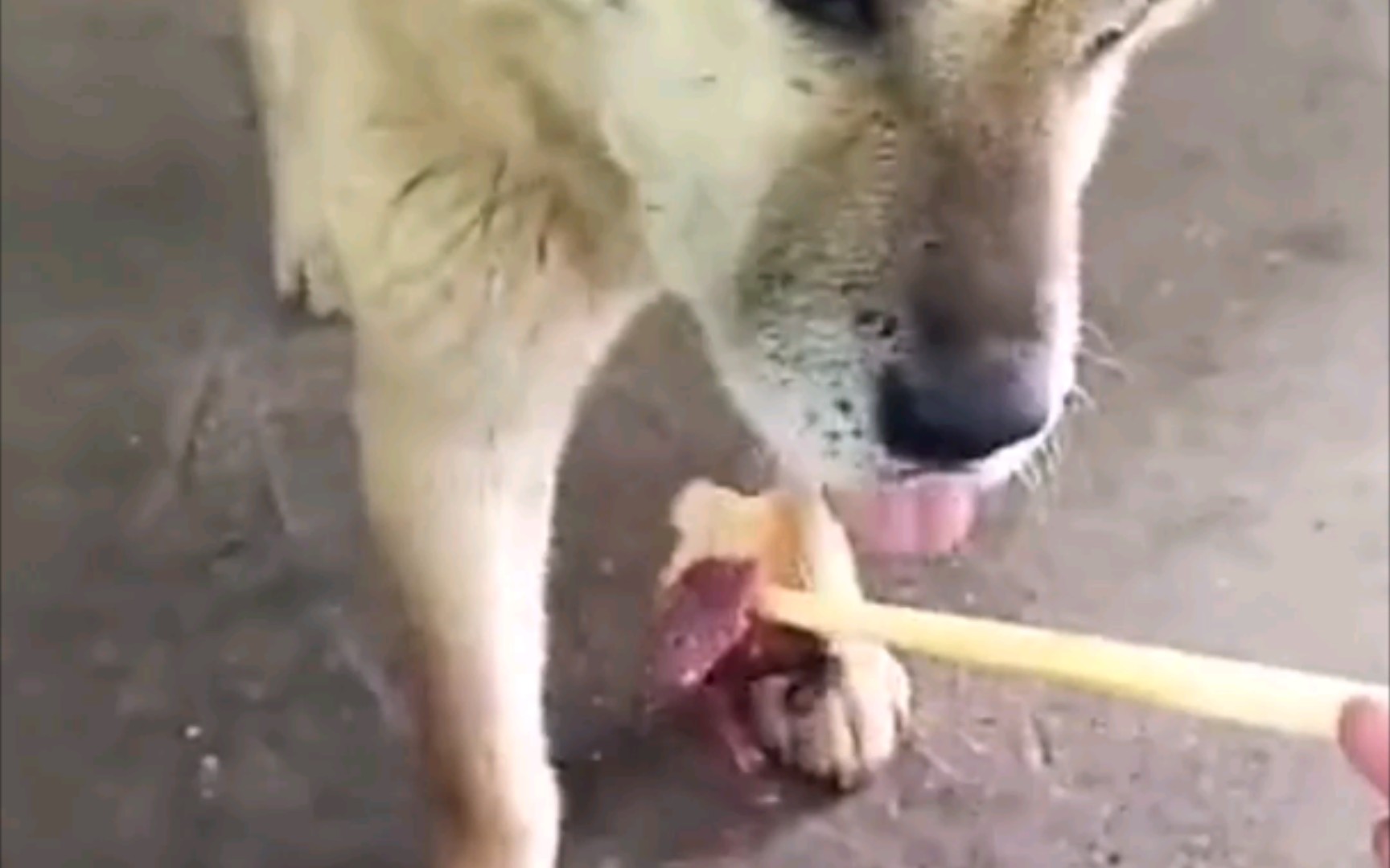 [图]这就是中华田园犬为啥会被祖先选中的原因。