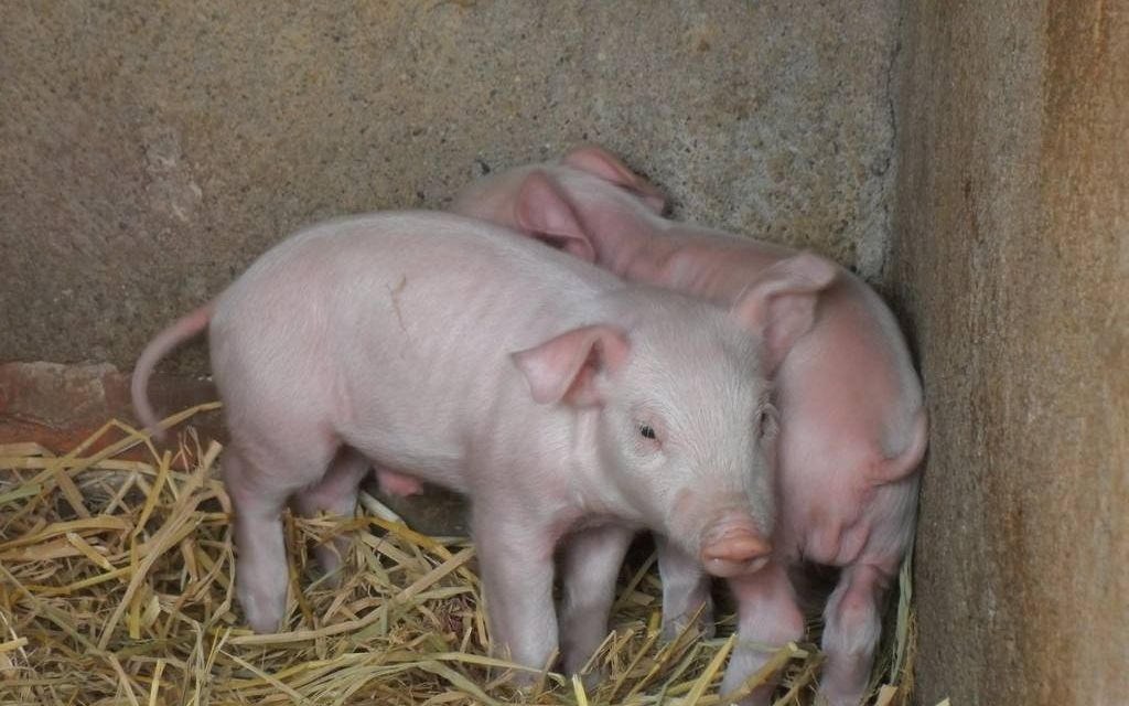 日本培育出17头半人半猪,这种小怪物可为人类提供器官!