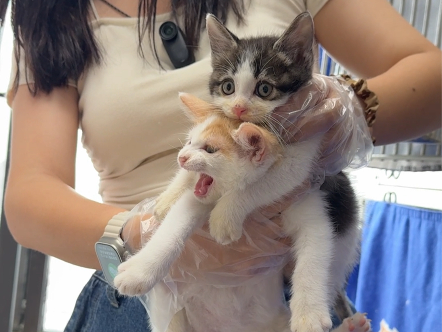 猫德学院领养活动史上最贵重的一批猫