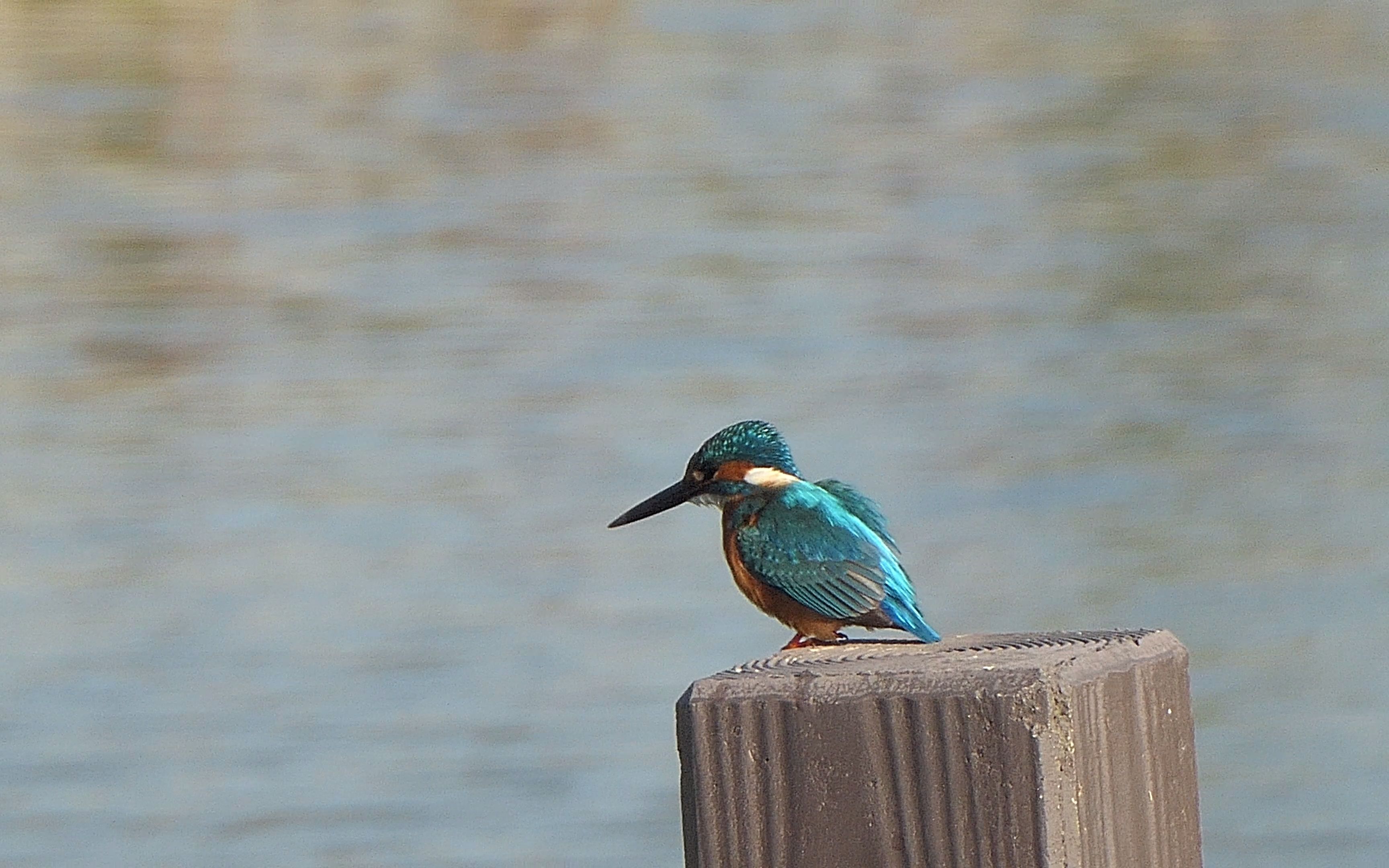 可爱的普通翠鸟