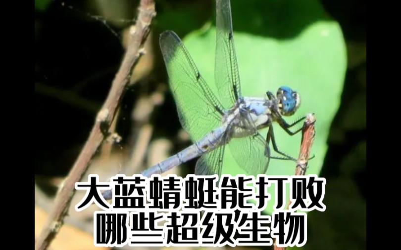 【地下蚁国】大蓝蜻蜓能打败哪些超级生物哔哩哔哩bilibili