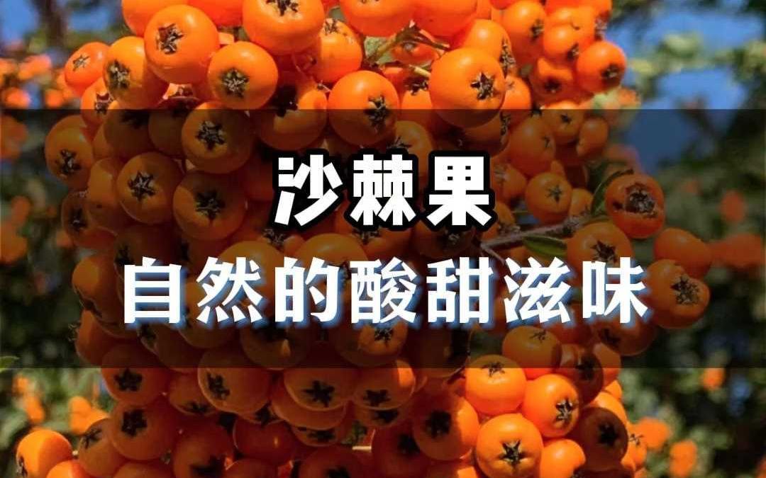 沙棘果,自然的酸甜滋味哔哩哔哩bilibili