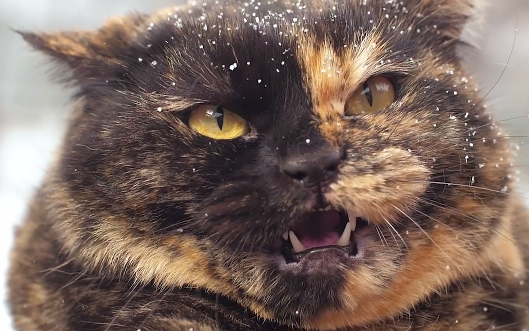 猫咪突击_哔哩哔哩_bilibili