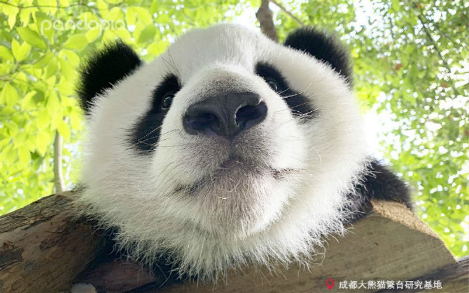 20190507大熊猫萌宝萌玉萌四萌五这是一场没有销烟的战争萌四想抢走