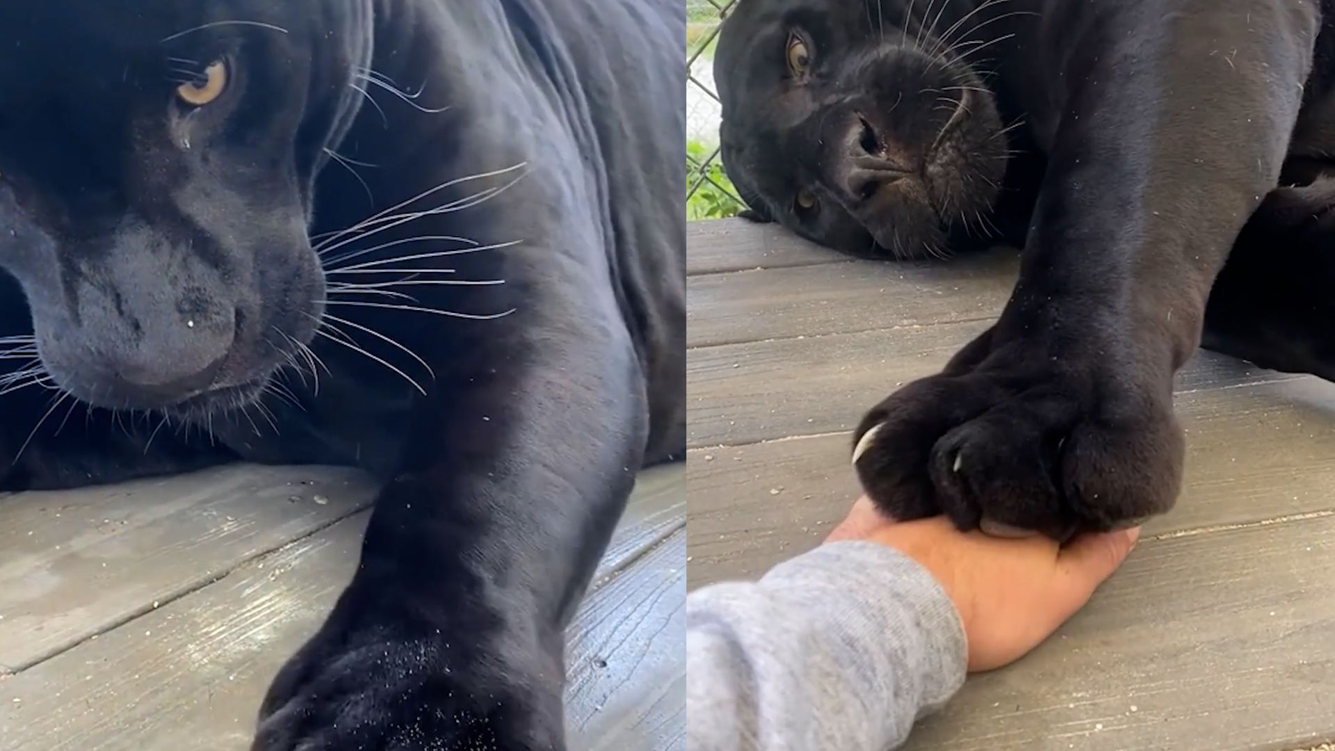 腿软!和黑豹一起玩压手小游戏,黑豹下一秒露出了玩不起的表情