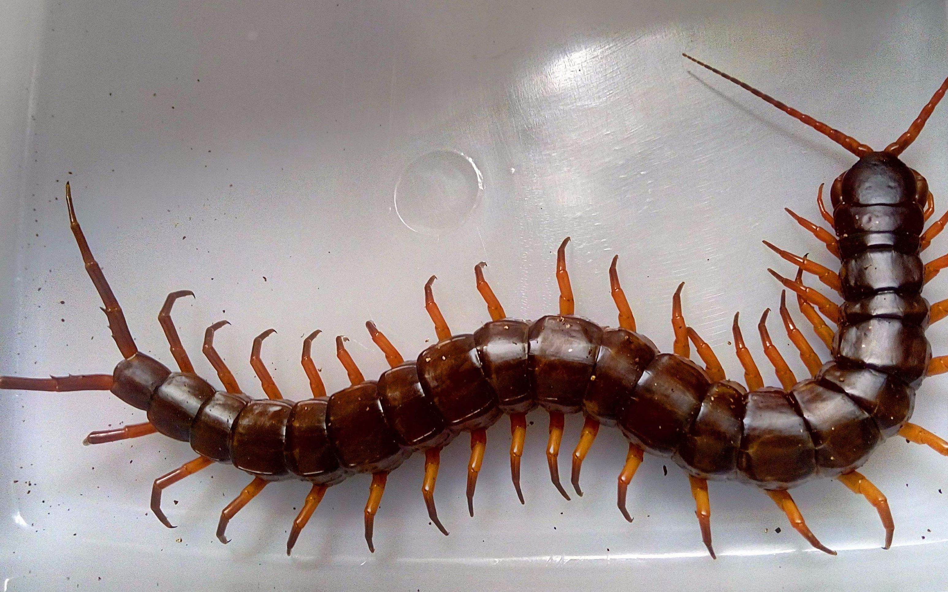 广州花地湾赏玩蜈蚣惊魂记