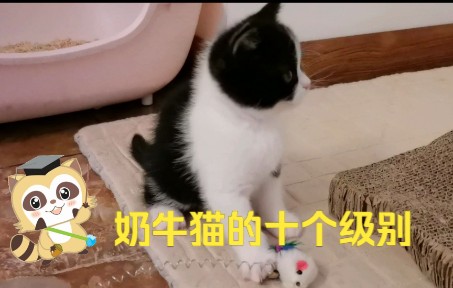 奶牛猫颜值高,受到爱猫人士青睐,奶牛猫的十个级别哔哩哔哩bilibili