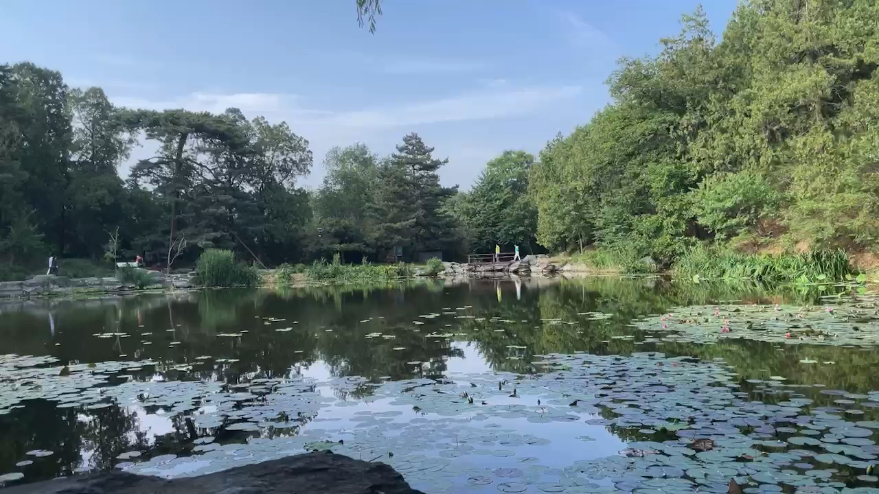 北京香山公园最美夏景#静谧的夏天