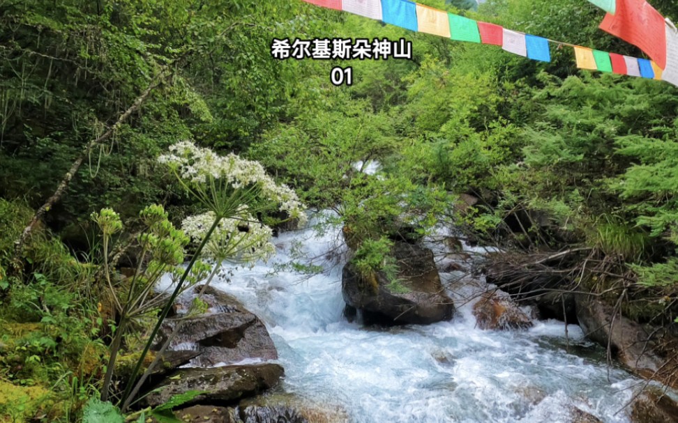 理县希尔基斯朵神山1,穿越原始森林溪流古树极多,仿入绿野仙踪哔哩哔哩bilibili