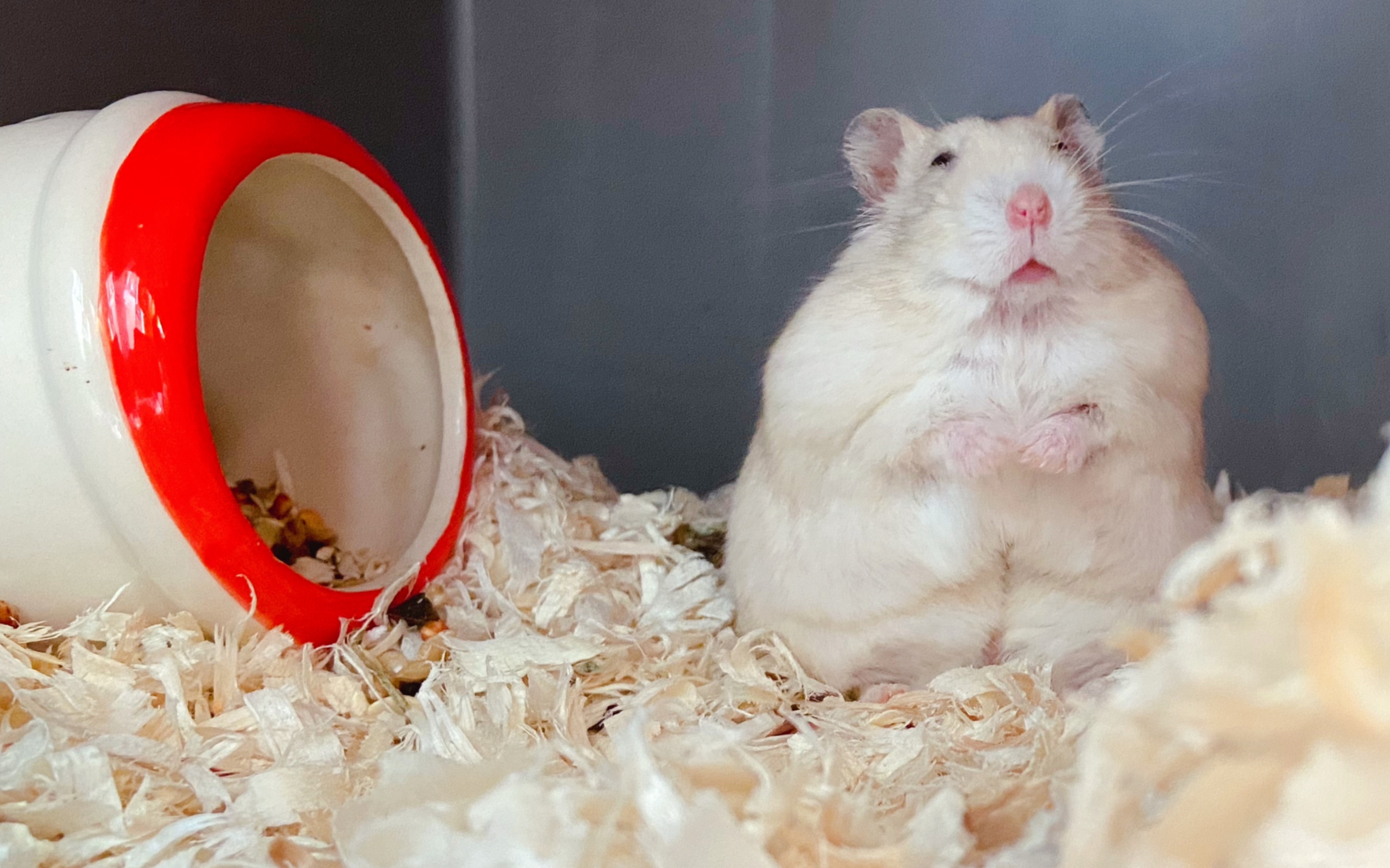 仓猪的艰难你体会不到