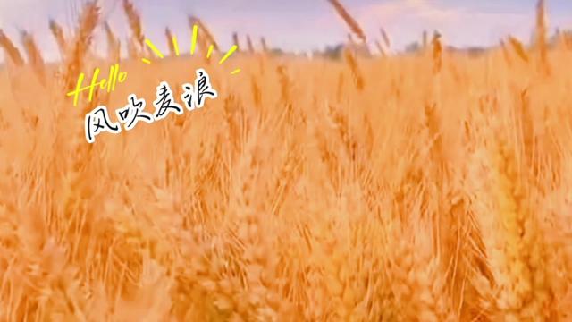 《风吹麦浪》哔哩哔哩bilibili