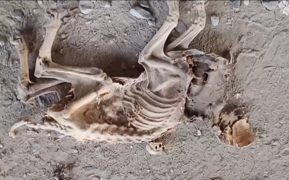 瘆人,废弃房屋意外发现未知惨死动物尸骨