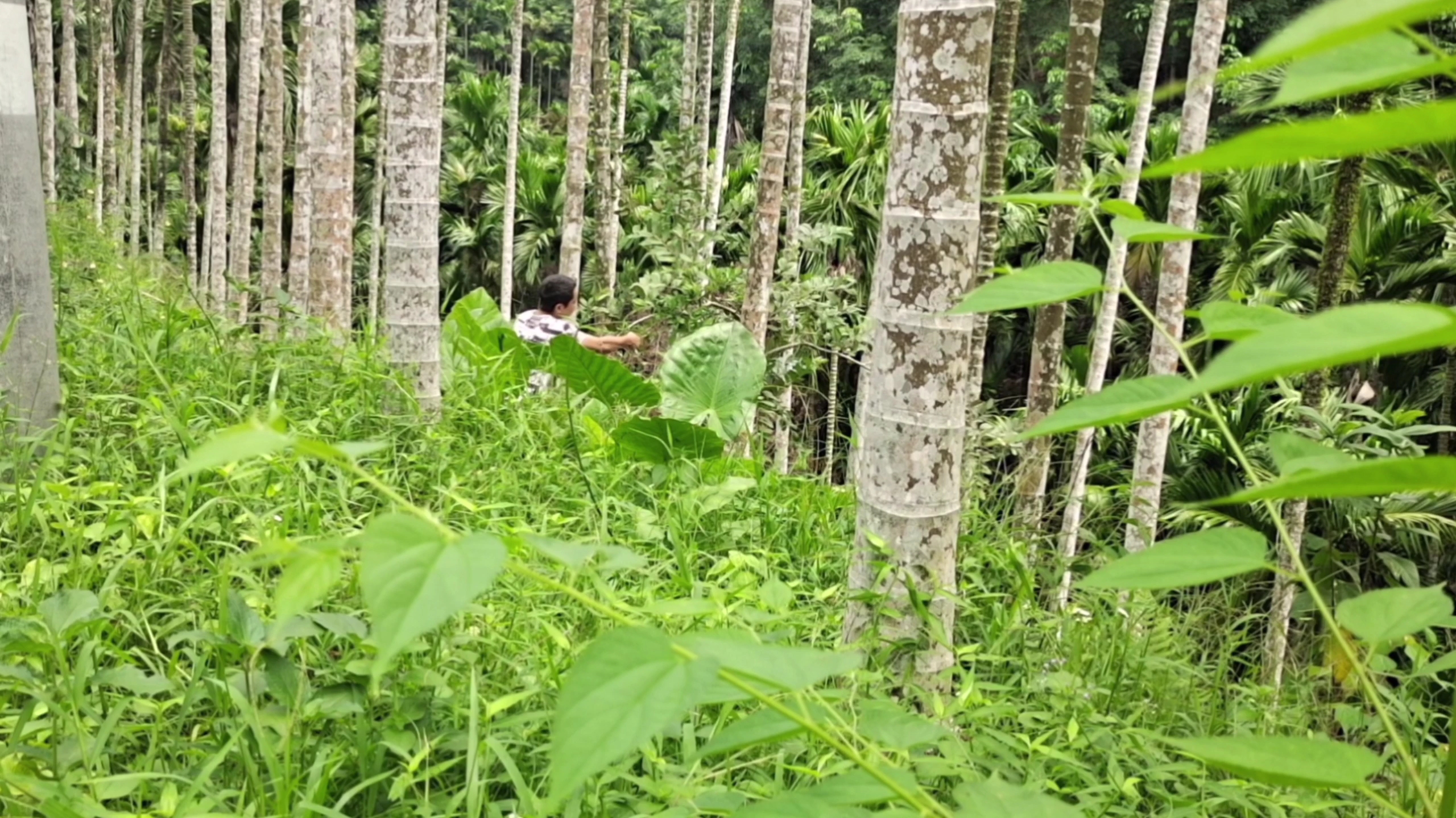 普通石榴叶尽然有这大功效,以后出现这个问题就能轻松解决了哔哩哔哩bilibili