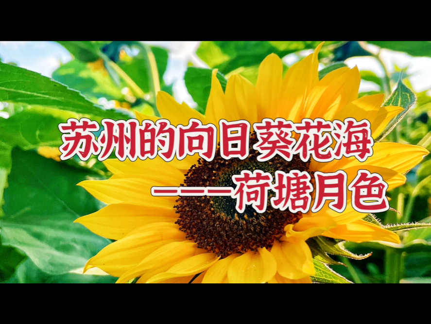 苏州荷塘月色有向日葵花海啦!超大片的.哔哩哔哩bilibili