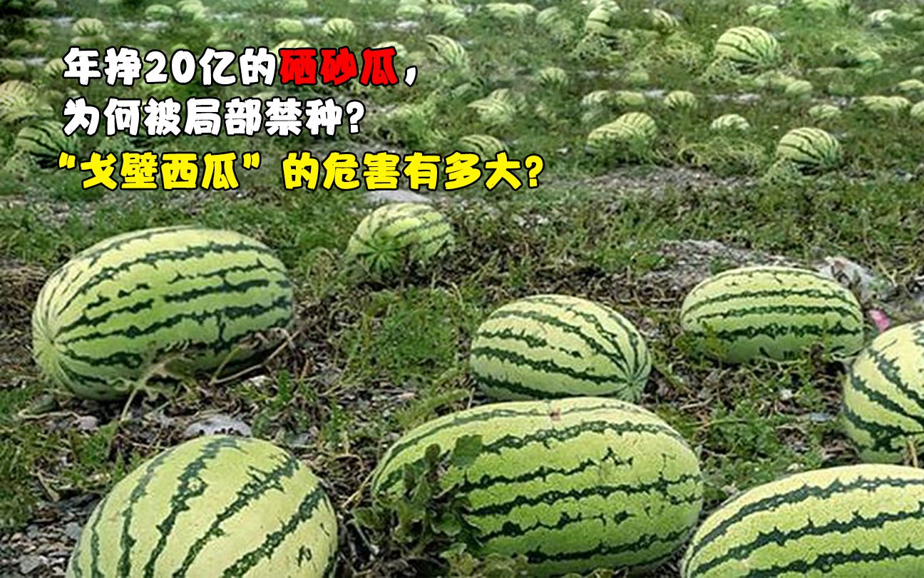 年挣20亿的硒砂瓜,为何被局部禁种?“戈壁西瓜”的危害有多大?哔哩哔哩bilibili