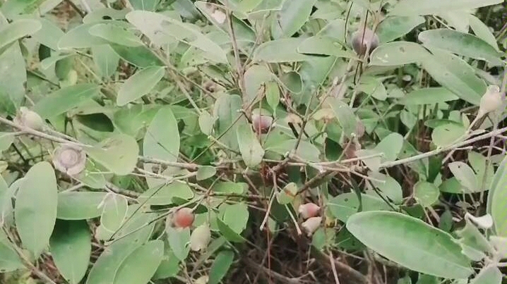 有小伙伴吃过这种"酒饼果"吗?