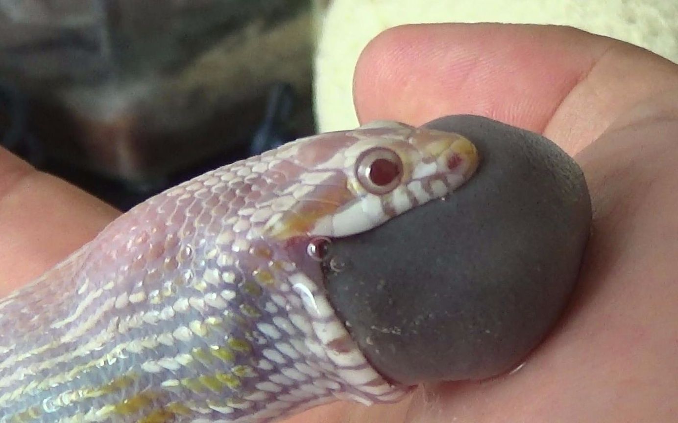 小媳妇的观察日常()硬吞黑粗长