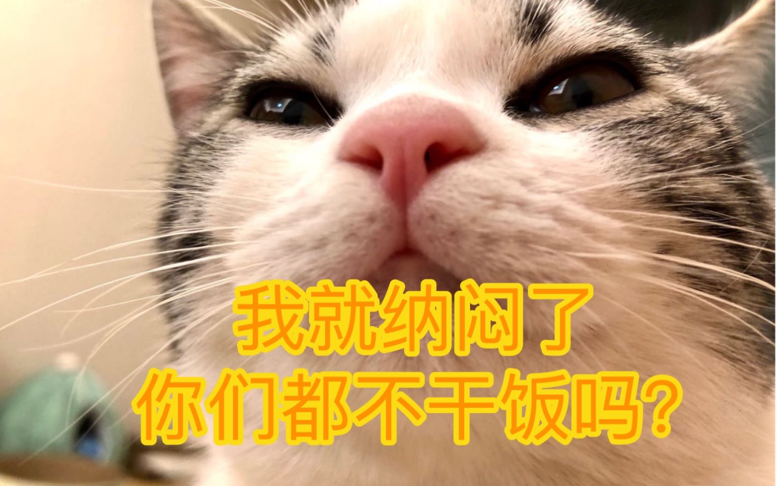 当小猫咪学会要饭技能后…( 26 26 ノ )