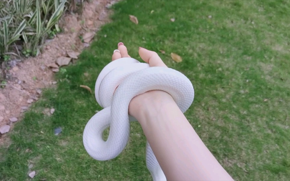 春日里的小奶油【白娘娘-德州鼠蛇】