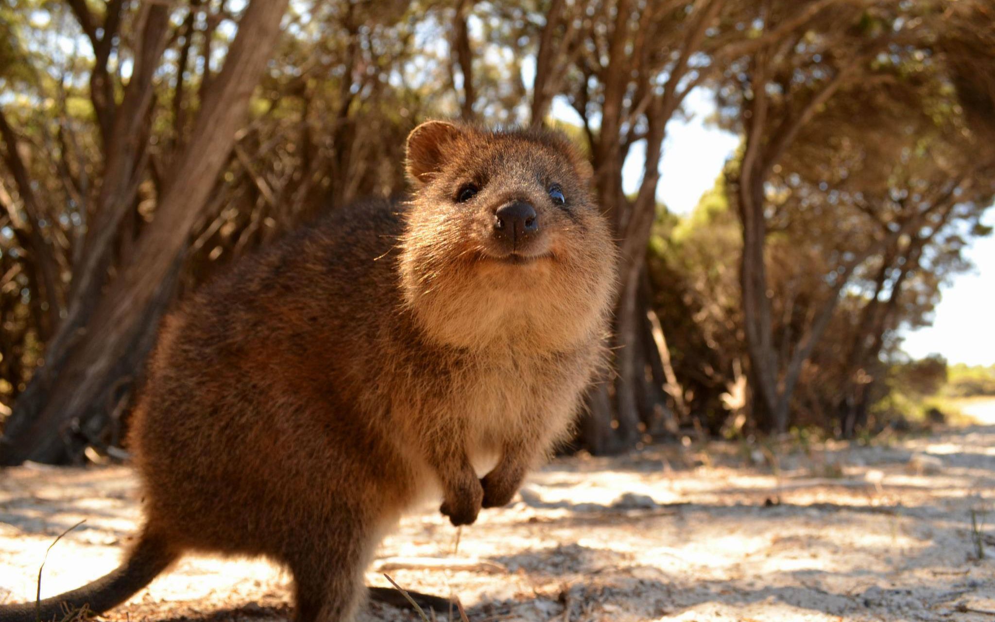 Quokka Facts | 关于短尾矮袋鼠的一小段科普哔哩哔哩bilibili