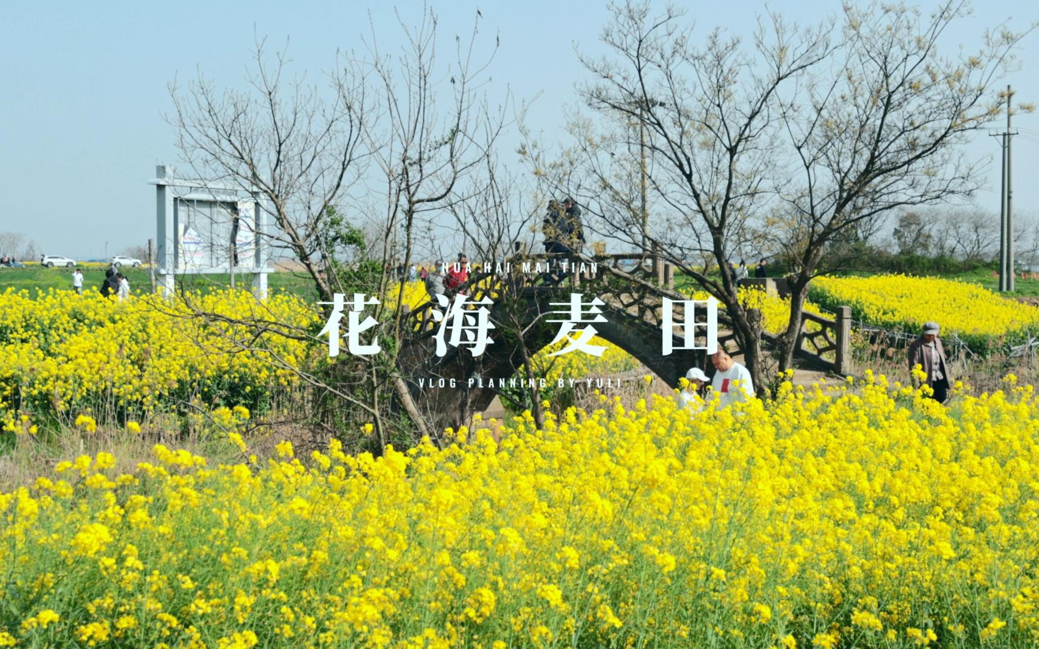 阳澄湖 | 赴一场油菜花的约,像夏天的书信,也像春天的告别