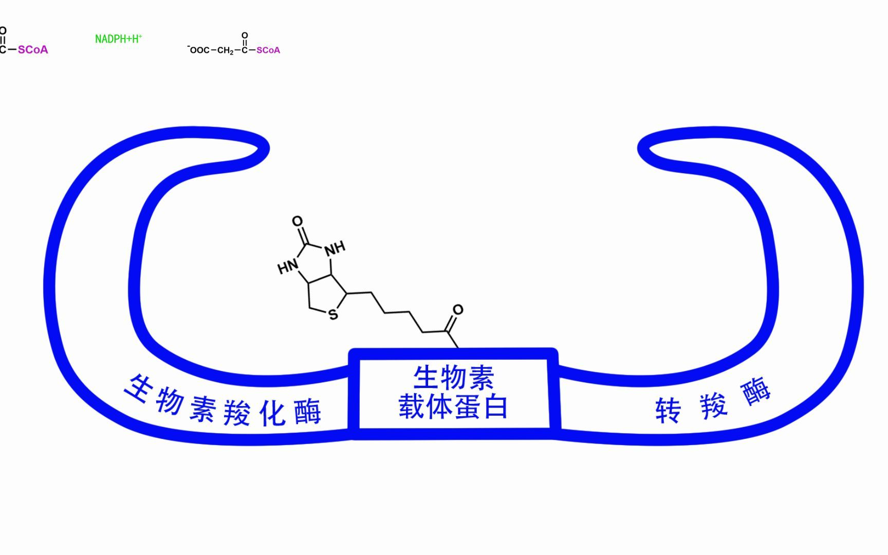 [图]脂代谢4脂肪酸的合成