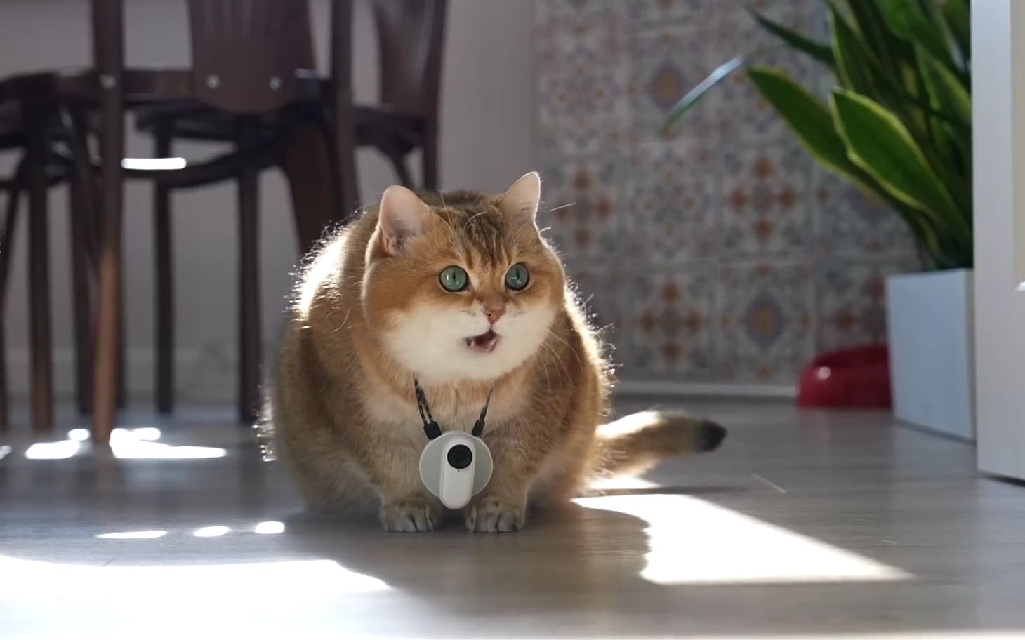 带你感受小猫咪的第一视角