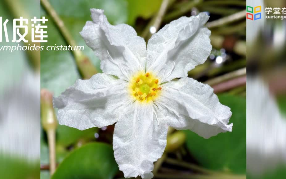 水生植物浮叶花卉【清华大学】《花卉鉴赏》哔哩哔哩bilibili