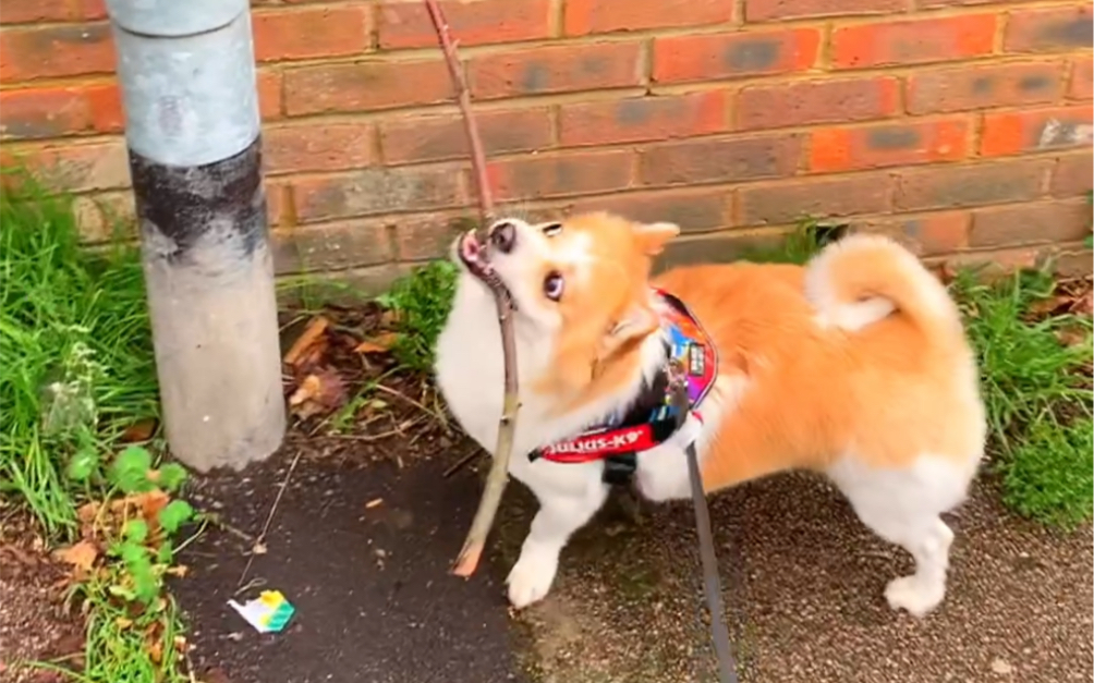 "棍哥"这个称号,可不是浪得虚名.