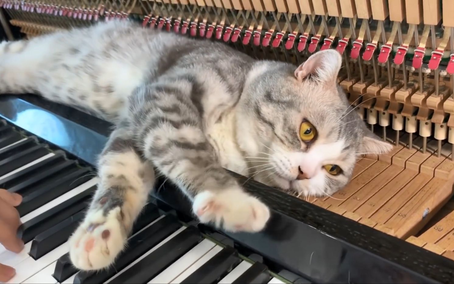 [图]猫被铲屎官的钢琴曲弹到昏厥！Haburu的第一次钢琴按摩之旅-《Piano woogie boogie massages for meow》